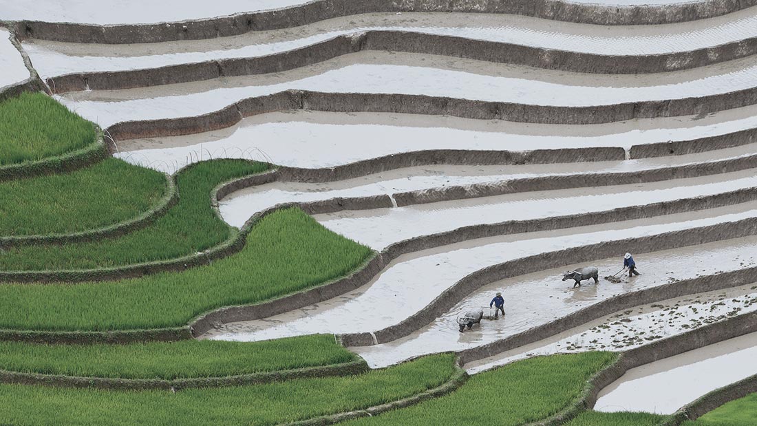 qode interactive strata